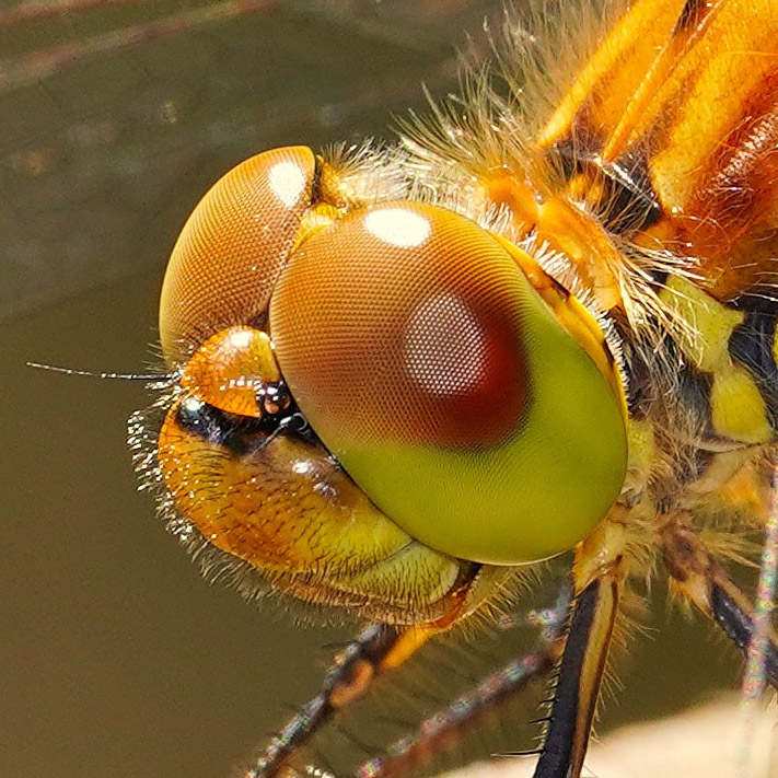 Dy — Dy Macro